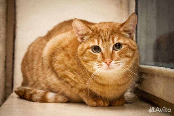 Котик и кошечки ищут дом