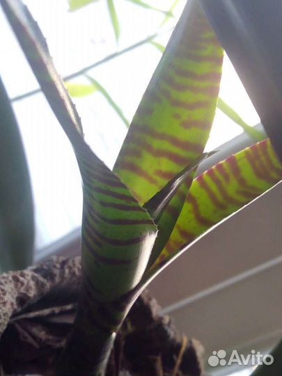 Neoregelia Blusching Tiger