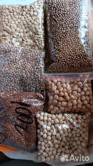 Семена. Нут лён чечевица горох кинза