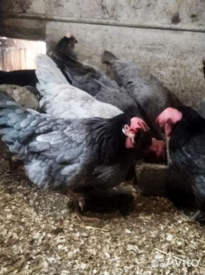 Инкубационное яйцо породистых кур