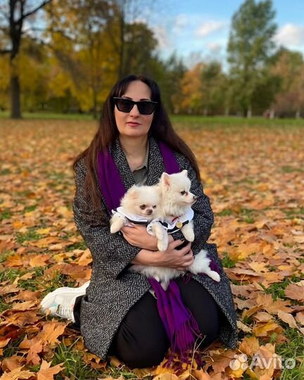 Передержка собак мелких пород