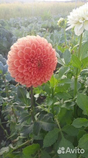 Георгины клубни