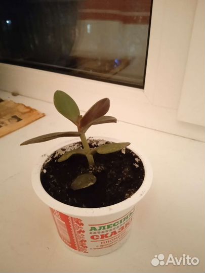 Домашние цветы