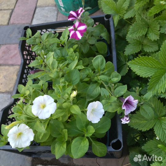 Рассада петунии ампельные, каскадные