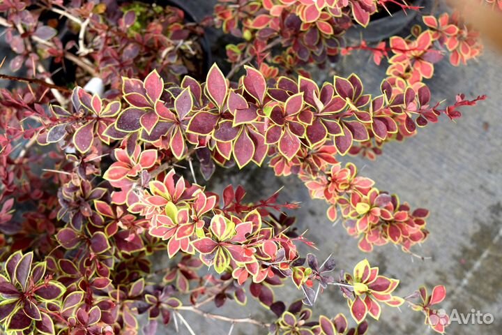 Барбарисы Тунберга Coronita, Сенсейшн