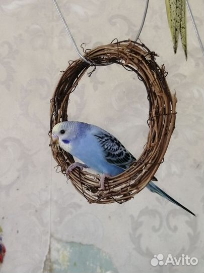 Птенец девочка волнистого попугая