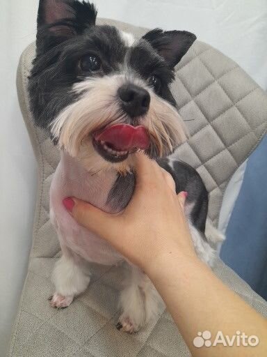 Груминг собак и кошек