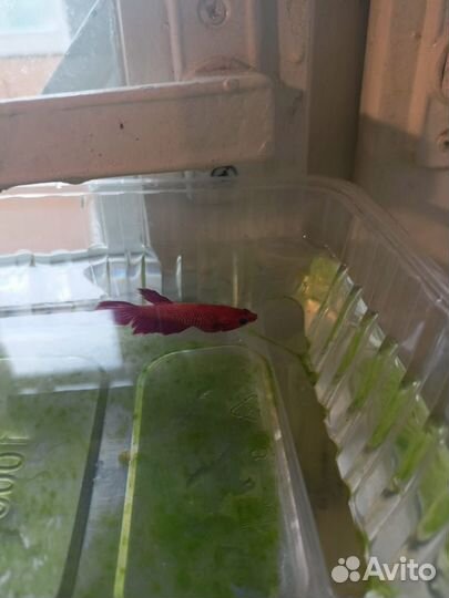 Рыбки петушки и гуппи