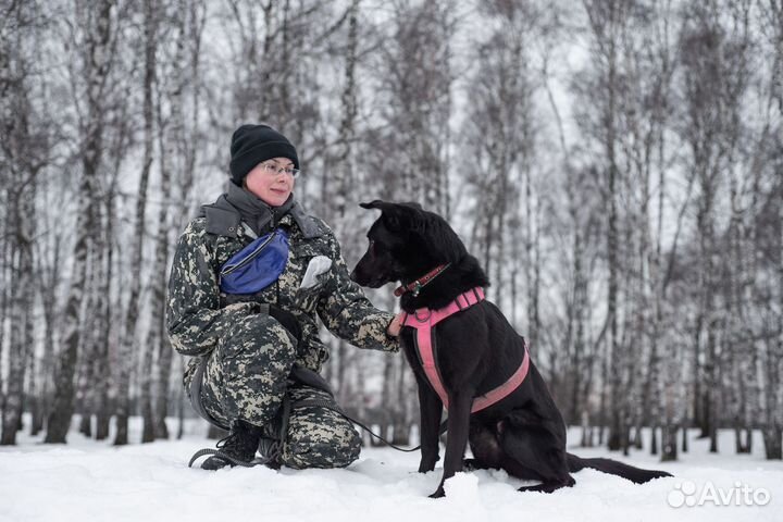 Собака Вуди в поисках дома