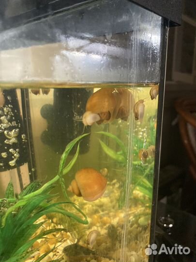 Улитки аквариумные