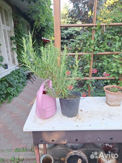 Розмарин в горшке