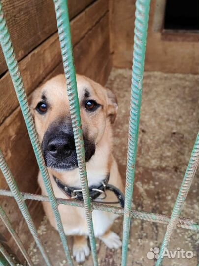 Маленький пёсик грустит в приюте