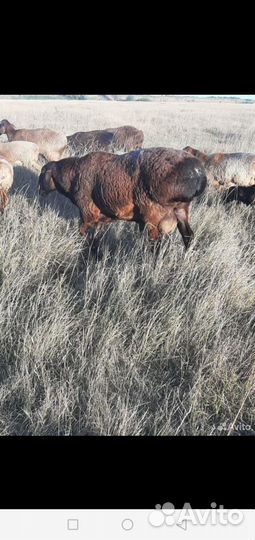 Курдючные бараны овцы