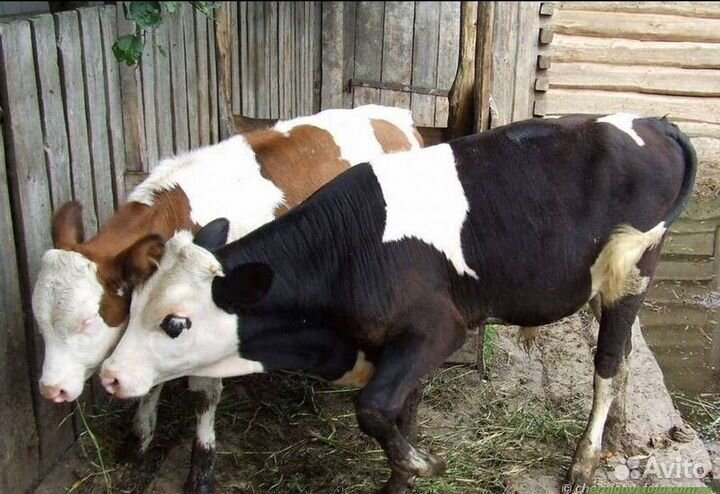 Ч бычки холмогоры сименталы абердины ангусс