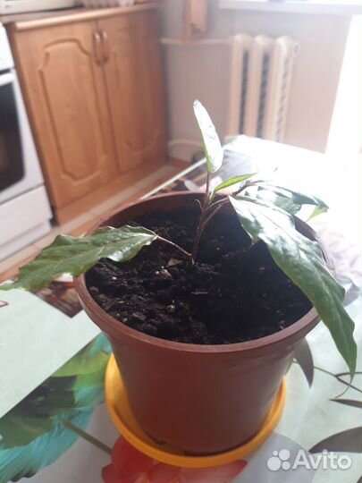 Гибискус-китайская роза(розовая)