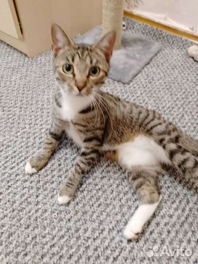 Игривая кошка в хорошие руки.Бесплатно