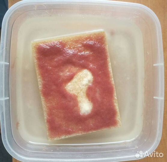 Аулофорус и Дафния Моина