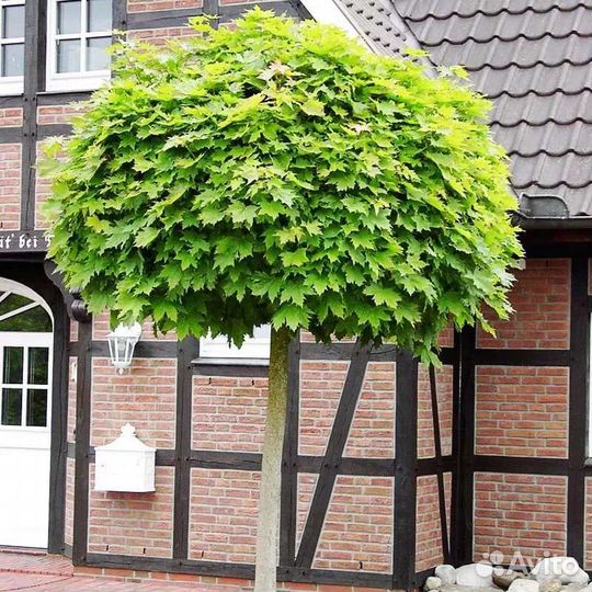 Клен остролистный Golden Globe, саженцы от 25 см