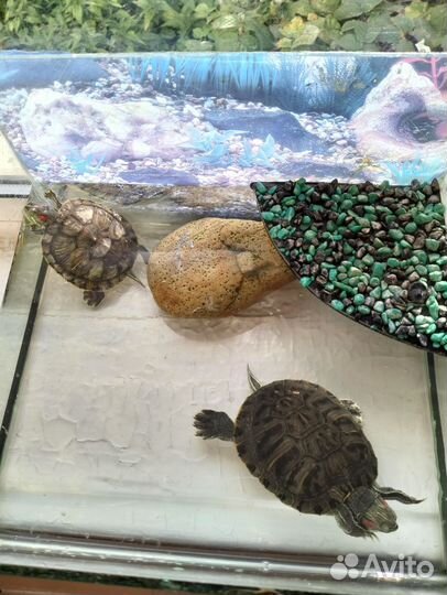 Красноухая черепаха с аквариумом