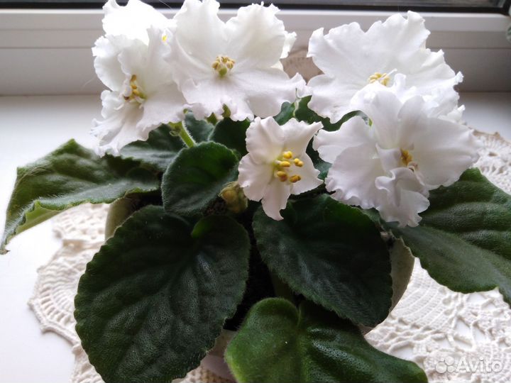 Фиалки цветущие в горшке