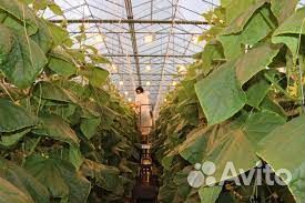 Работник на тепличный комплекс без опыта