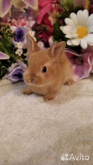 Кролики карликовые. Большой выбор