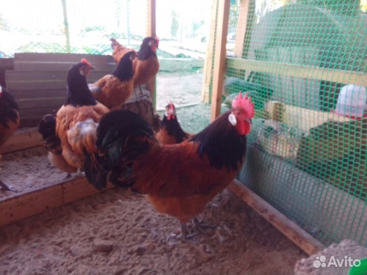 Инкубационное яйцо породы Форверк,цыплята