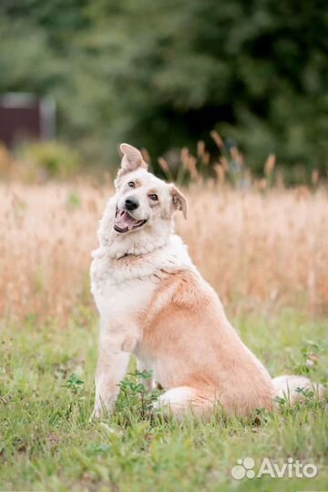 Краса ищет дом