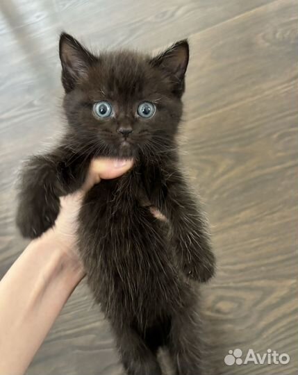 Шотландская