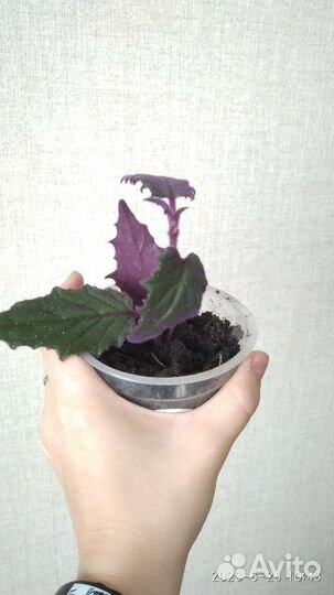 Комнатные растения