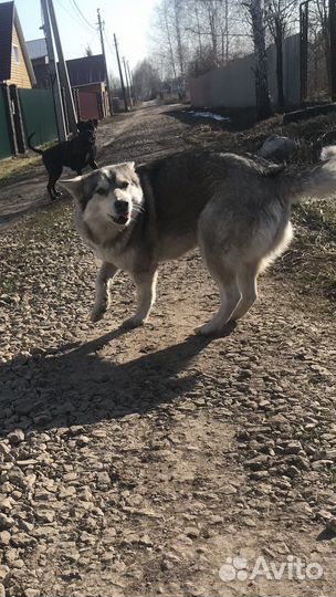 Отдам бесплатно