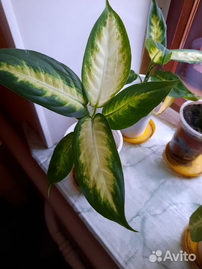 Диффенбахия