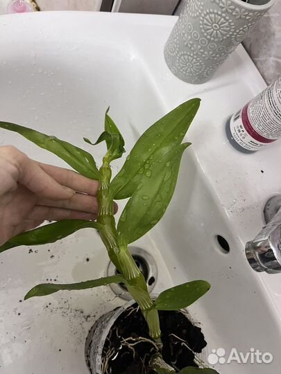 Дендробиум белый