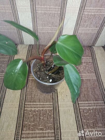 Филодендрон
