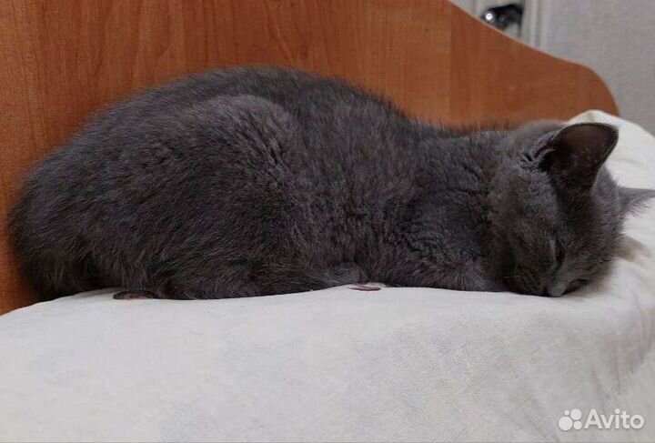 Передержка кошек на время отпуска