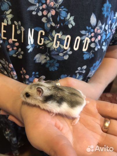 Хомяк джунгарский