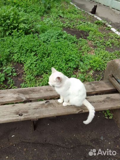 Кошка в дар бесплатно