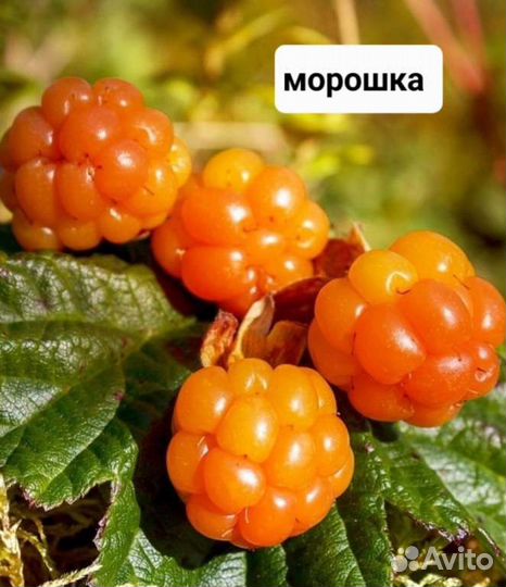 Семена морошки черники брусники