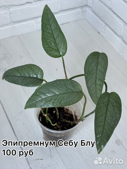 Сингониумы, эпипремнумы