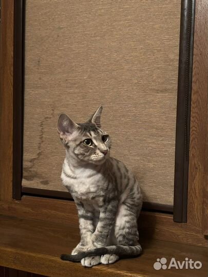 Нашли кота
