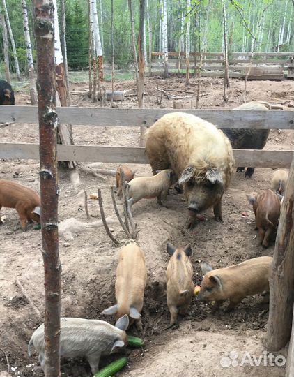 Поросята мангалицы