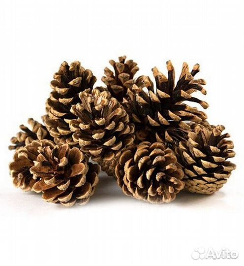 Шишки сосновые