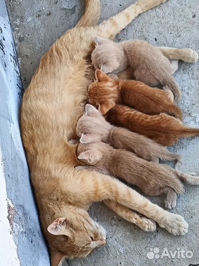 Котята в добрые руки бесплатно