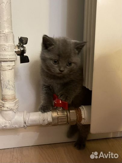 Британские котята