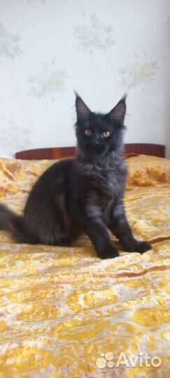 Котята мейн-кун
