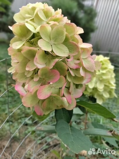 Гортензия Бонфайер