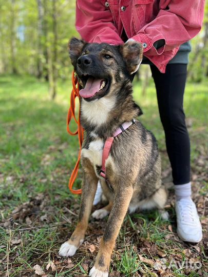 Собака в добрые руки