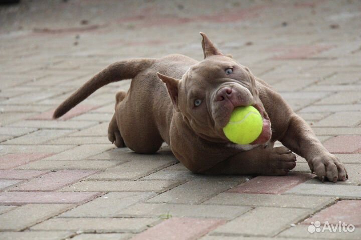 Булочки, булли, щеночки Американские)