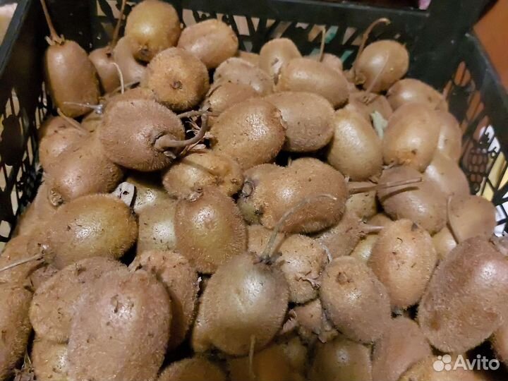 Саженцы киви