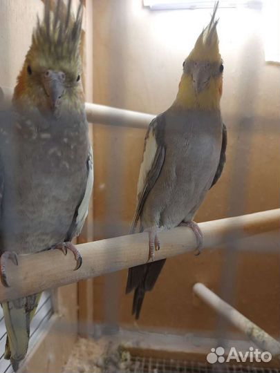 Попугай корелла с клеткой